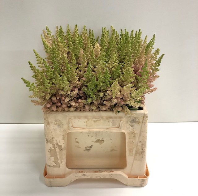 Astilbe vision inferno.jpg